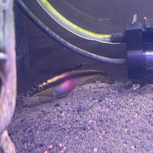 Pelvicachromis Pulcher