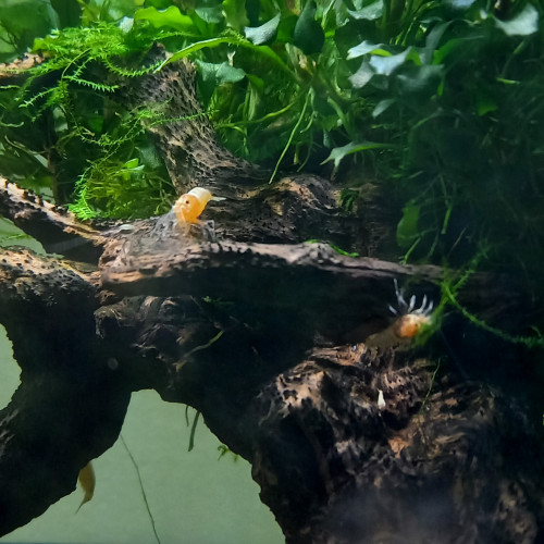 caridina snow golden / début red bolt