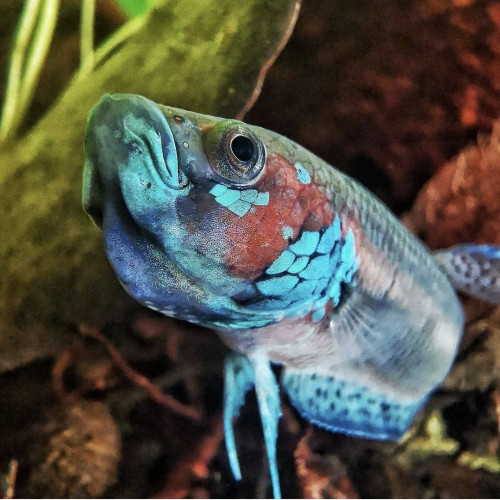 betta cf. unimaculata