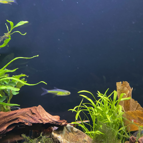 Microdevario kubotai - rasbora émeraude