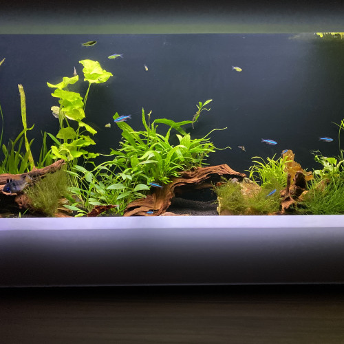 Microdevario kubotai - rasbora émeraude