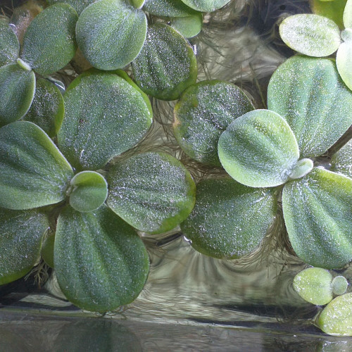 PISTIA STRATIOTES