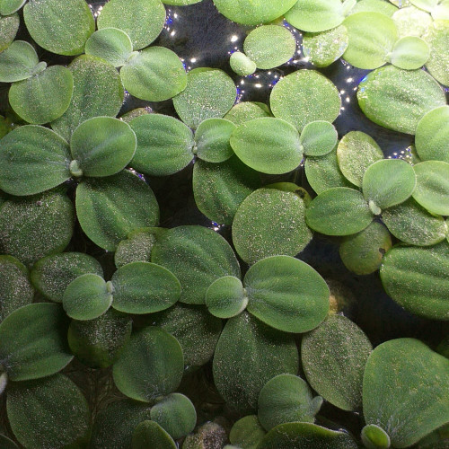 PISTIA STRATIOTES