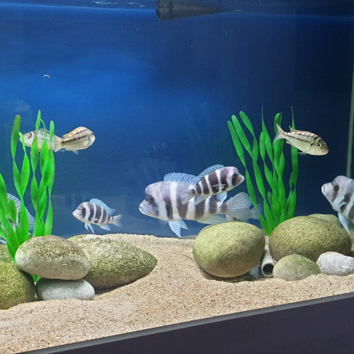 Cyphotilapia gibberosa kalolo