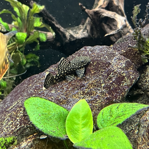 Ancistrus