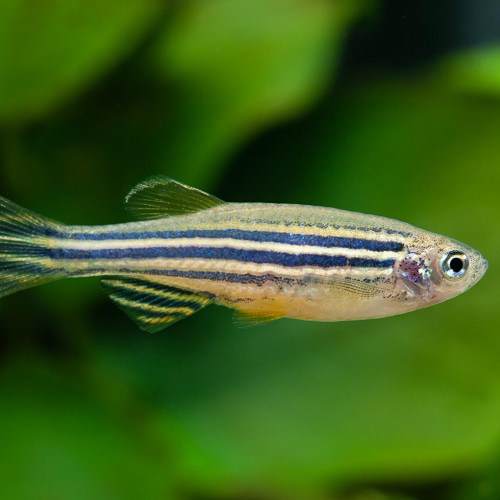 Danio Rerio