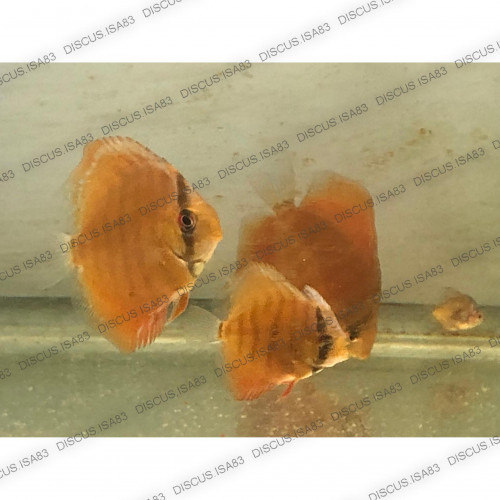 Discus Red Cover taille 6-7