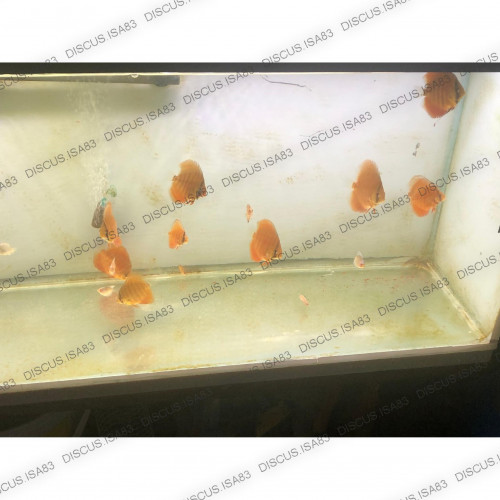 Discus Red Cover taille 6-7