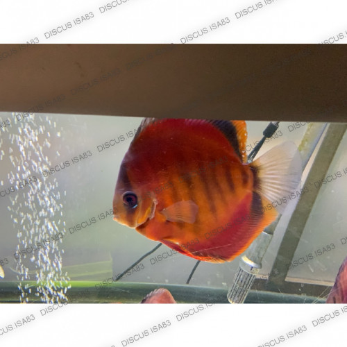 Discus Red Cover