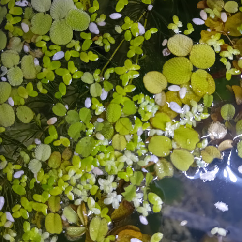 Mélange plantes flottantes