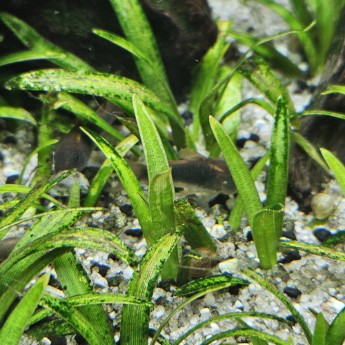 Petits Corydoras Aeneus