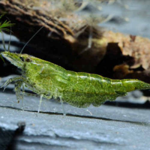 Crevettes Green Jade sélectionnées