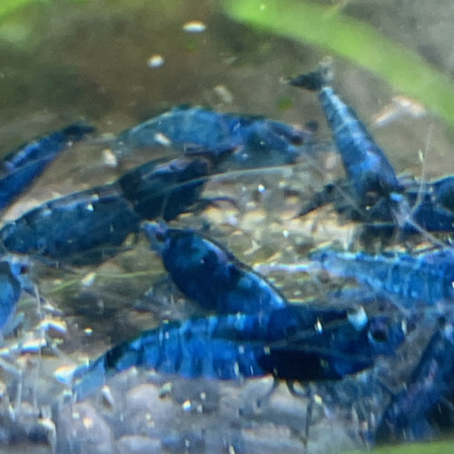 Crevettes blue velvet