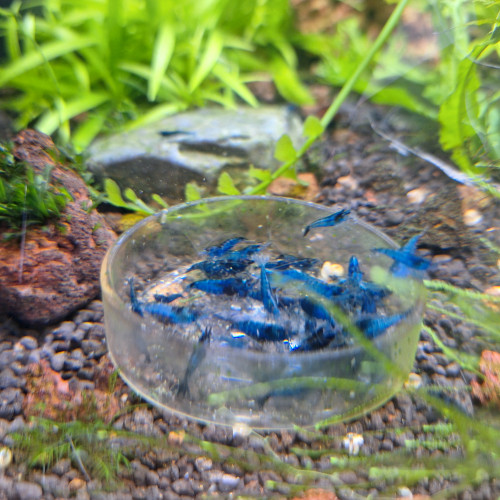 Crevettes blue velvet