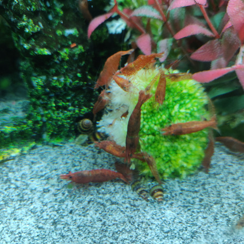 Red cherry