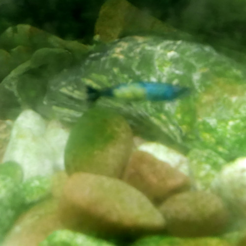 Crevettes blue velvet