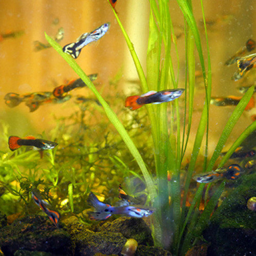 Guppy, guppies, mâles et femelles, femelles gestantes