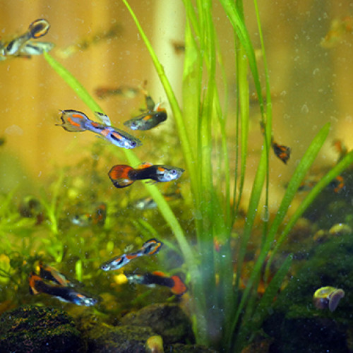 Guppy, guppies, mâles et femelles, femelles gestantes