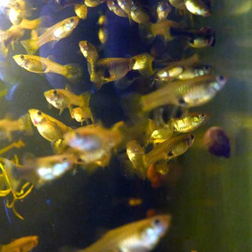 Guppy, guppies, mâles et femelles, femelles gestantes