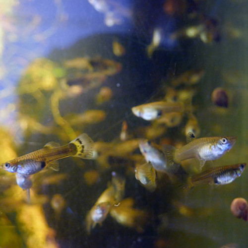 Guppy, guppies, mâles et femelles, femelles gestantes