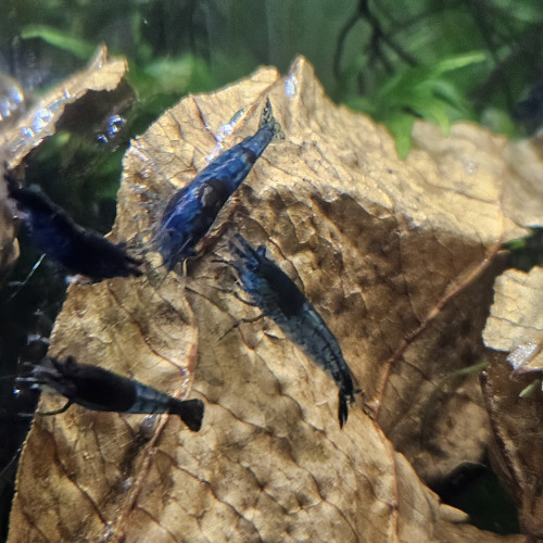 Crevettes Blue Velvet Neocaridina - Par Lot de 12 - 20€