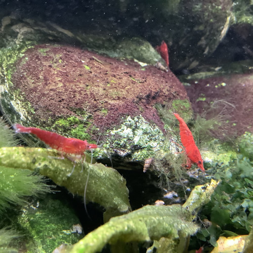 Neocaridina Heteropoda Red Fire ( haut grade sakura )