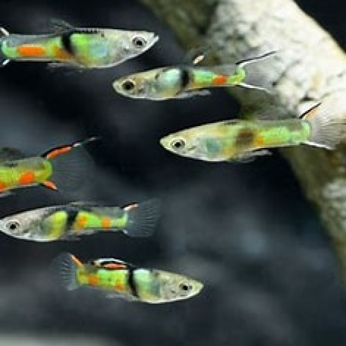 mâle guppy endler