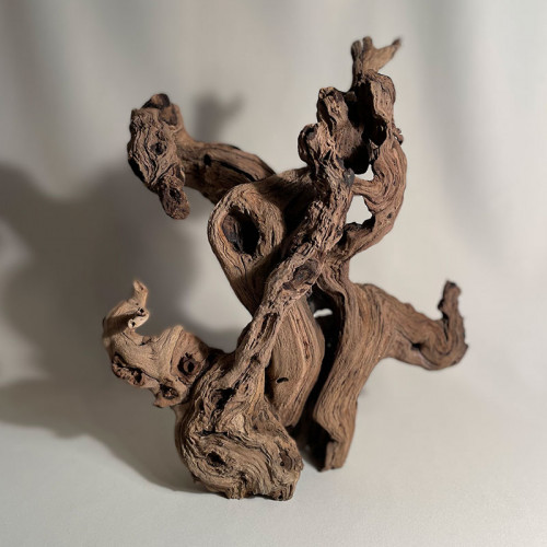 Branche - cep de vigne : sablé et étuvé - H : 33cm