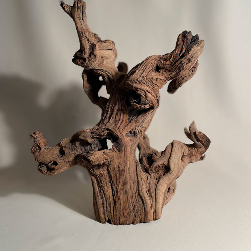 Branche - cep de vigne : sablé et étuvé - H : 33cm