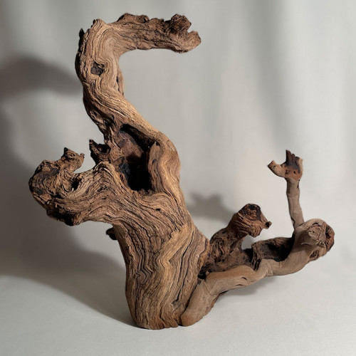 Branche - cep de vigne : sablé et étuvé - H : 38cm