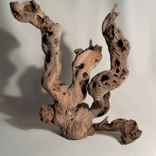 Branche - cep de vigne : sablé et étuvé - H : 38cm