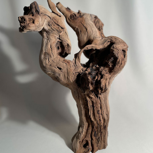 Branche - cep de vigne : sablé et étuvé - H : 40cm