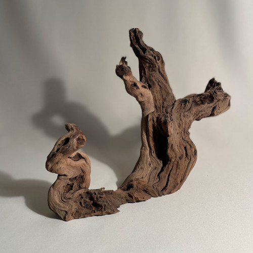 Branche - cep de vigne : sablé et étuvé - H : 24cm