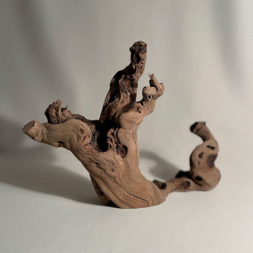 Branche - cep de vigne : sablé et étuvé - H : 24cm