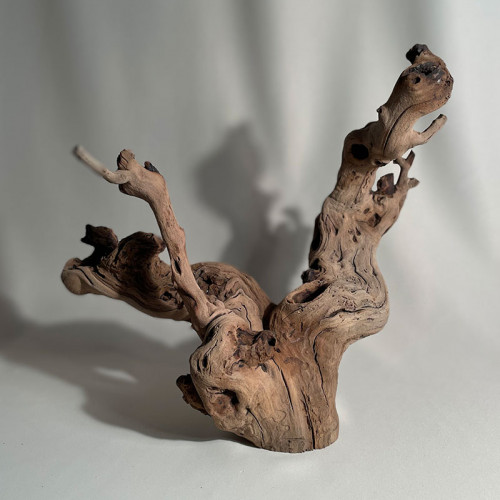 Branche - cep de vigne : sablé et étuvé - H : 32cm