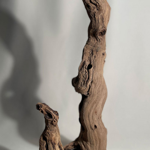 Branche - cep de vigne : sablé et étuvé - H : 47cm