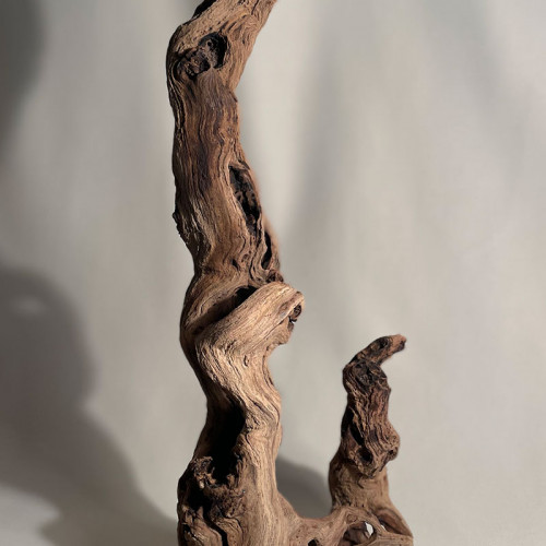 Branche - cep de vigne : sablé et étuvé - H : 47cm