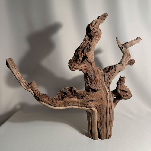 Branche - cep de vigne : sablé et étuvé - H : 46cm