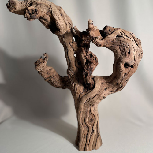 Branche - cep de vigne : sablé et étuvé - H : 40cm