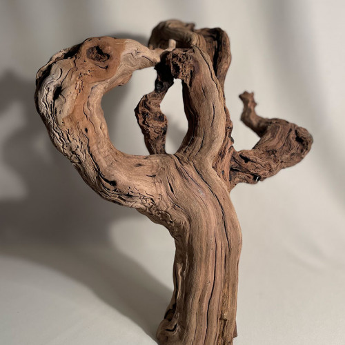 Branche - cep de vigne : sablé et étuvé - H : 40cm