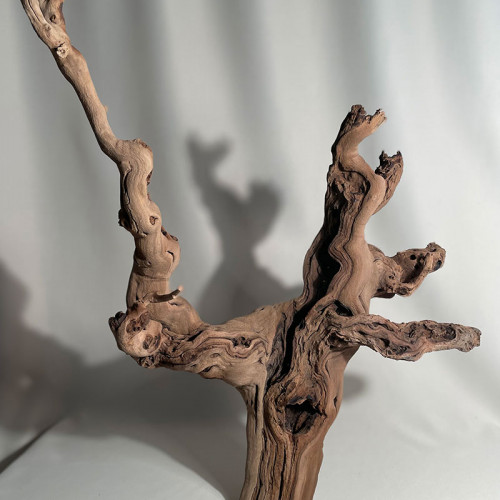 Branche - cep de vigne : sablé et étuvé - H : 56cm