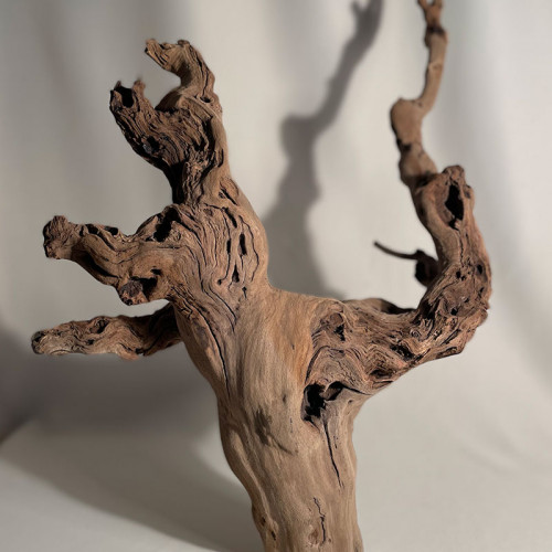 Branche - cep de vigne : sablé et étuvé - H : 56cm