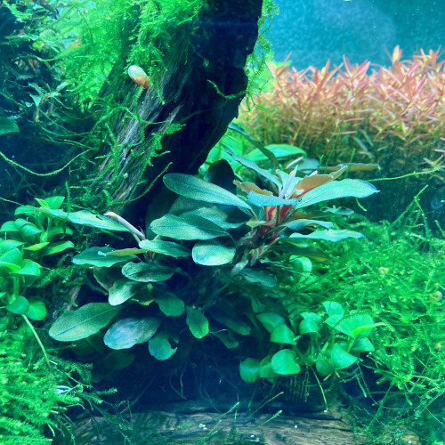 Bucephalandra