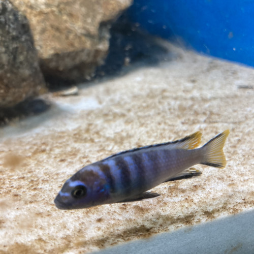 Pseudotropheus elongatus mpanga
