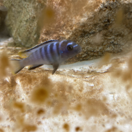 Pseudotropheus elongatus mpanga