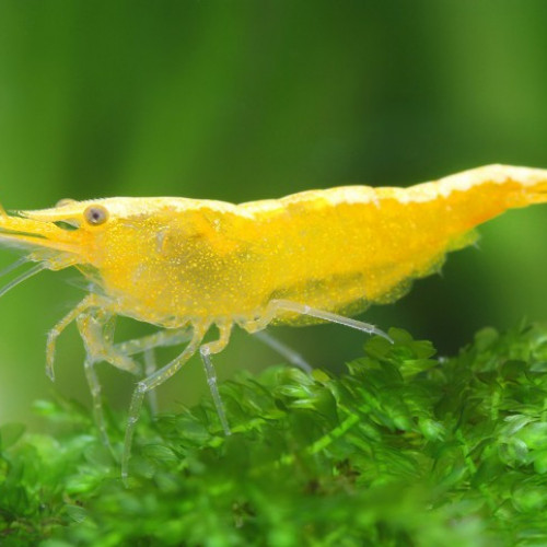 Crevettes neocaridina yellow