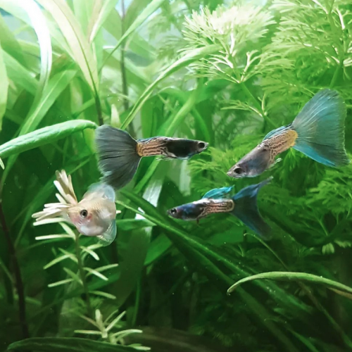 Guppy metal snakeskin blue tail à tête bleue