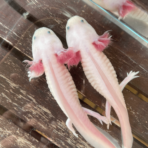 Axolotl