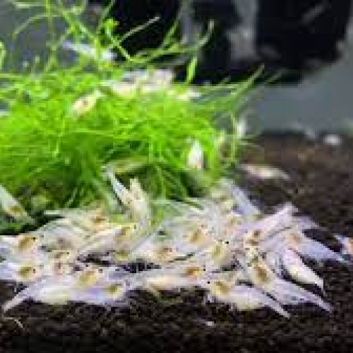 Lots crevettes eau douce Neocaridina Davidi