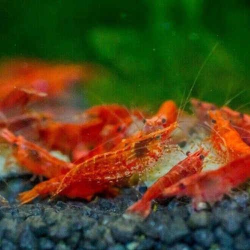 Lots crevettes eau douce Neocaridina Davidi